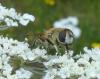 Eristalis arbustorum